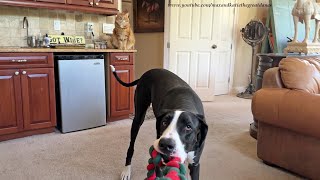 Cat Is Amused By Funny Great Dane Tugging & Tossing Her Rope Toy by Max and Katie the Great Danes 480 views 9 hours ago 2 minutes, 44 seconds