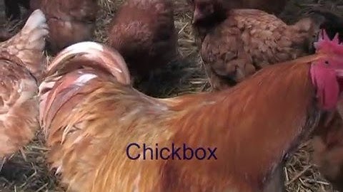Injection Moulded Chick Box