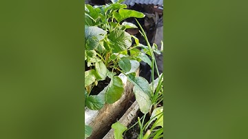 Thu hoạch củ cải đỏ mini