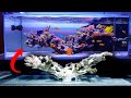 Shallow reef tank  floating reef aquarium setup  seafriendlyreef