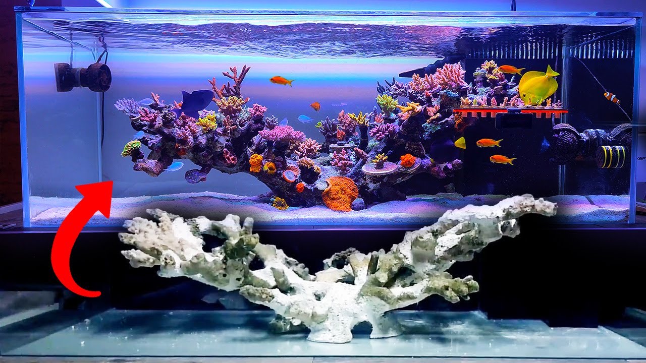 SHALLOW REEF TANK - floating reef aquarium setup - Seafriendlyreef ...