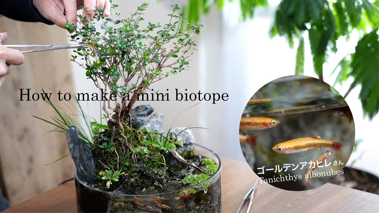 【ゴールデンアカヒレの暮らす】 根上りハクチョウゲのミニビオトープNo.215