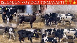 ISLOMJON🔥F🥛SUT EMDINI ZOʻRLARI KELDI YANGI P BUNAQASI KAM KELADI🚘DASTAFKSI BOR 🏃