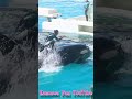 ベリーブロー超キレッキレ!! #Shorts #鴨川シーワールド #シャチ #kamogawaseaworld #orca #killerwhale