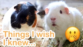 Messy Pets? 6 Things I Wish I'd Known About Guinea Pigs