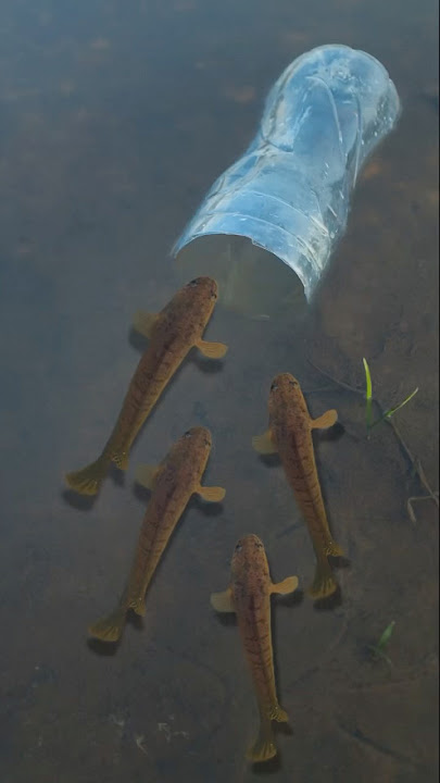 Survival skills: Simple And Useful With fish trap #survival #camping #bushcraft #outdoor #forest