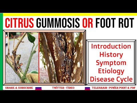 Video: Sitrus Gummosis Məlumatı - Sitrus Ayağının Çürüməsi Simptomları Haqqında Məlumat əldə edin