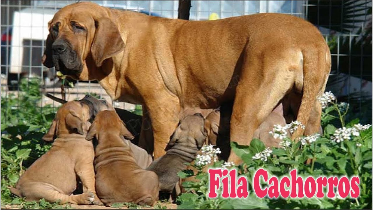 FILA BRASILERO BEBES cachorros de fila brasilero - YouTube