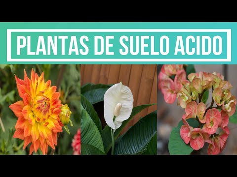 Video: Calathea (46 Fotos): Cuidando Una Flor De Interior En Casa. Suelo Para Trasplante Y Reproducción, Especies De Rufibarb Y Lanceoladas