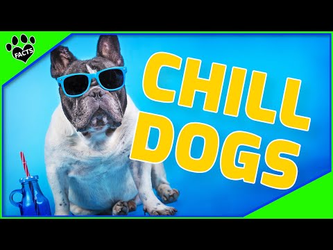 Top 10 Super Chill Dog Breeds - Calm Small Medium And Large Dogs 101