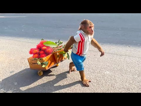 Too Funny! CUTIS Trades Fresh Fruit for His Favorite Snacks