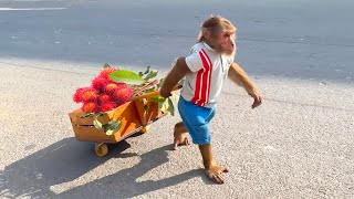 Too Funny! CUTIS Trades Fresh Fruit for His Favorite Snacks