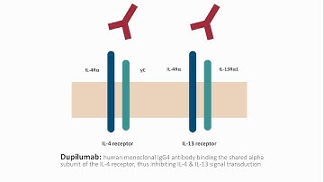 Dupilumab in the treatment of atopic dermatitis - Video Abstract ID 133661