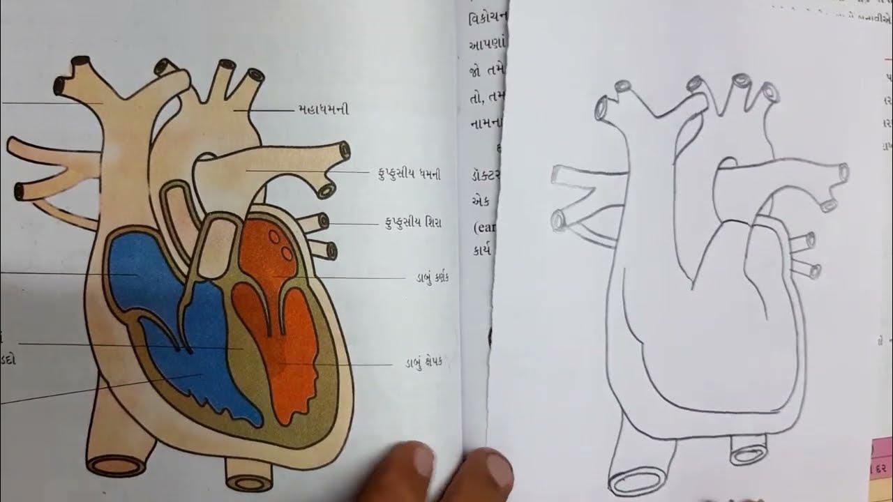 Human heart diagram class 7 chapter 11 ncert youtube