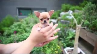 Micro mini Chihuahua