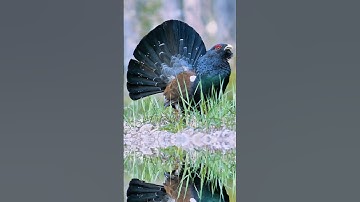 When pursuing the female bird, its tail spreads open like a folding fan.Western Capercaillie. #bird