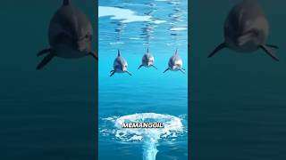 Begini Cara Lumba-Lumba Bicara Seperti Pakai Kode Rahasia! #faktaunik  #hewan #lumbalumba #viral