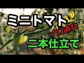 【ミニトマトの管理作業】脇芽かき、二本仕立て、草引き