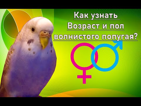 КАК УЗНАТЬ ВОЗРАСТ И ПОЛ ВОЛНИСТОГО ПОПУГАЯ ЗА 1 МИНУТУ?!
