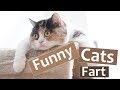 Funny Cats Farting Compilation TRY NOT TO LAUGH