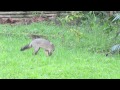 Zorro Perruno - Santuario de Fauna y Flora Otún Quimbaya