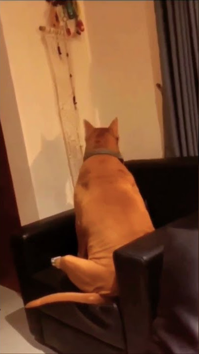 #shorts #youtubeshorts #youtube