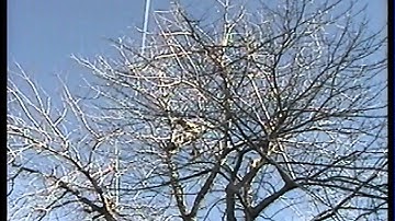 WIENS LAWN and TREE CARE Tutorial: Pruning a Silver Maple (Full length video)