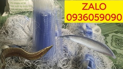 Lưới cá chạch. Bán lưới cá chạch cơm. Bán lưới cá chạch lấu. Bán lưới chuyên cá chạch.