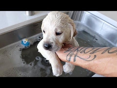 dogs first bath