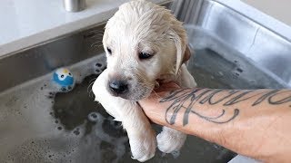 LABRADOR PUPPIES HAVE THEIR FIRST BATH EVER!