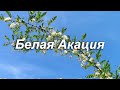 Белая Акация