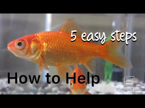 HOW TO HELP A DYING FISH!! (5 easy steps)