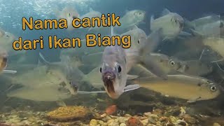 Ikan biang yang tersebar luas #ilisha