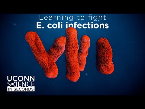 Science in Seconds: Our Immunity vs E. coli