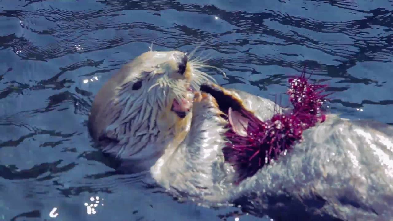 Sea Otters Eating