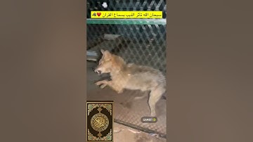 سورة الجن وتغير طبع الذيب سبحان الله😳🐺 #عامر_التميمي #ذيب #ذيابه #wolf #wolfdog #ماهرالمعيقلي #قران