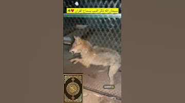 سورة الجن وتغير طبع الذيب سبحان الله😳🐺 #عامر_التميمي #ذيب #ذيابه #wolf #wolfdog #ماهرالمعيقلي #قران