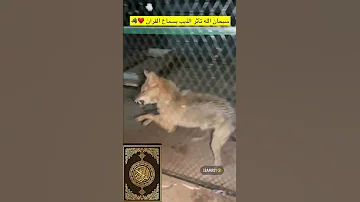 سورة الجن وتغير طبع الذيب سبحان الله عامر التميمي ذيب ذيابه Wolf Wolfdog ماهرالمعيقلي قران 