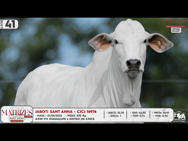 LOTE 41   CJCJ 16976