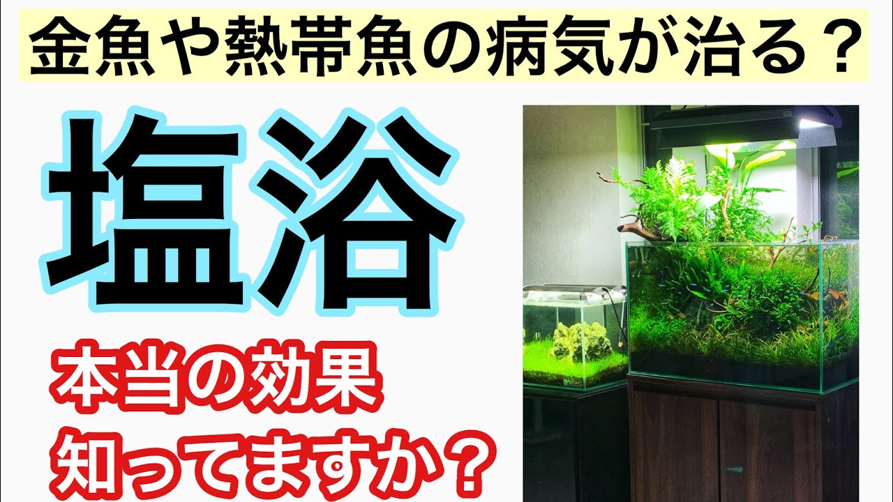 塩浴の基礎 塩水浴は金魚や熱帯魚の病気に効果があるのかプロが解説 Youtube