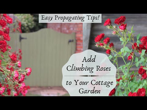 Video: Climbing roses - garden decoration