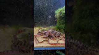 100s of Kuhli Loaches Destroying a Kelp Wafer #shorts #aquariumfish #fishtank #fishkeeping