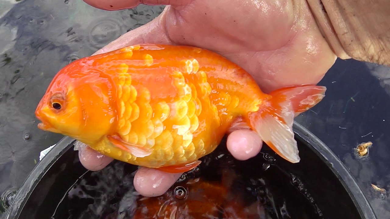sakura ranchu gold fish - YouTube