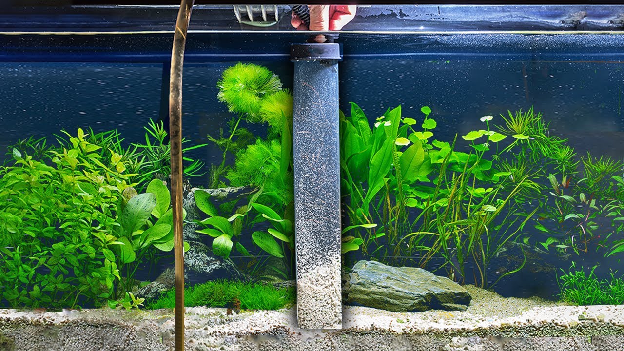How to Properly Gravel Vacuum and Clean a Sponge Filter. 