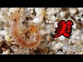 美麗種、海辺のイシムカデ　Lithobiomorpha　（stone centipede、石百足）