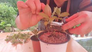 만데빌라 적심 삼목 뿌리내림 삽식 #다육식물 #Succulent #多肉植物  Please subscribe and like. Thank