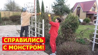 Каждый год мучимся, но отказаться не можем! Её красота затмевает весь сад!