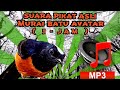 MURAI BATU ASLI AVATAR 🔴 SUARA PIKAT ASLI ( 1 JAM - MP3 )