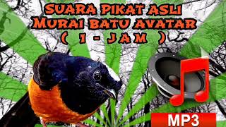 MURAI BATU ASLI AVATAR 🔴 SUARA PIKAT ASLI ( 1 JAM - MP3 )