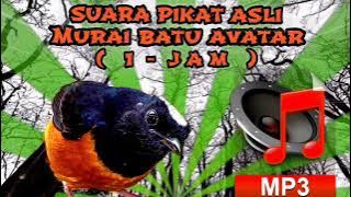 MURAI BATU ASLI AVATAR 🔴 SUARA PIKAT ASLI ( 1 JAM - MP3 )